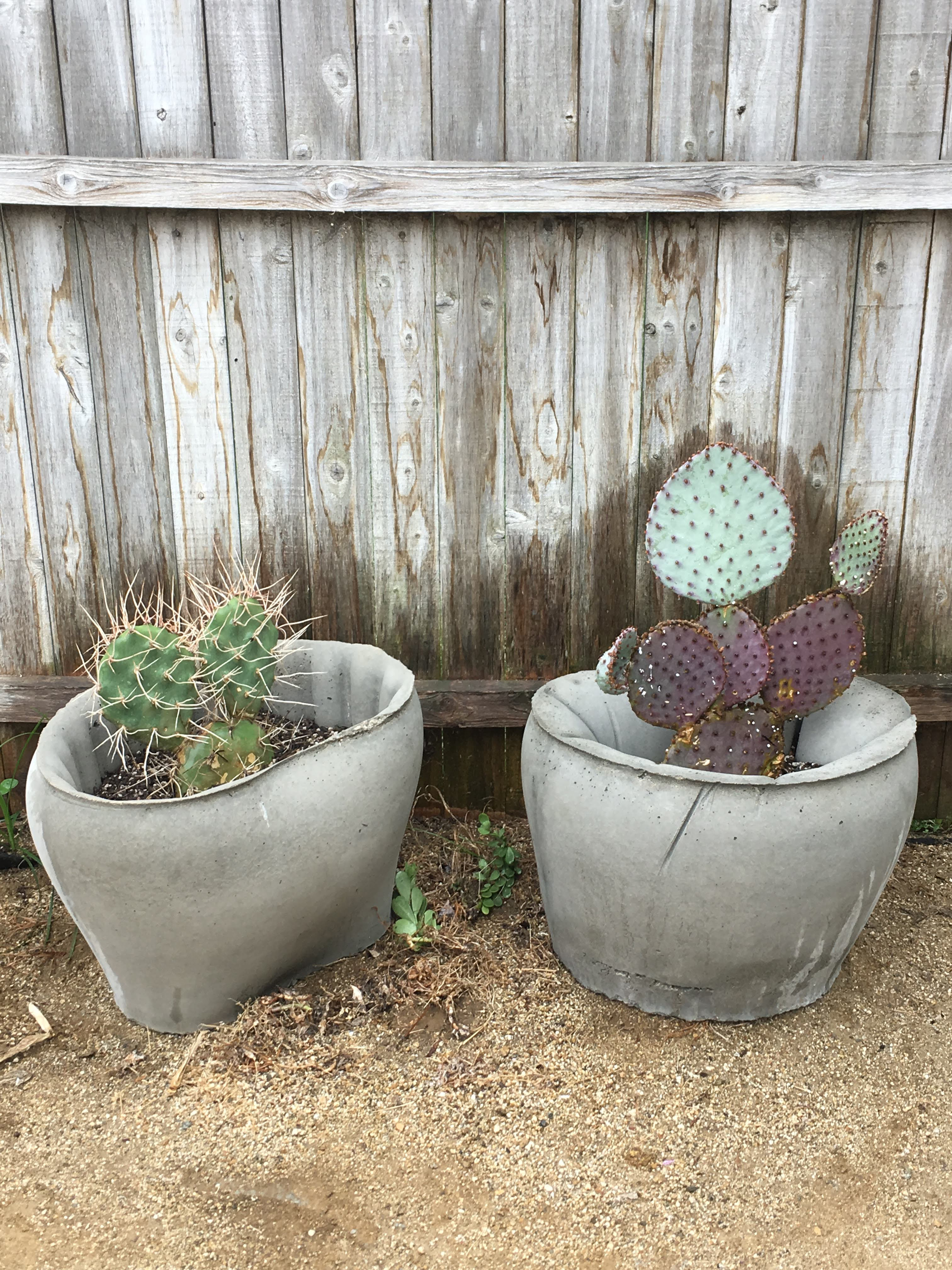 Thomas Burns Succulent Planter Variation